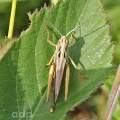 Common Green Grasshopper (Omocestus viridulus) Alan Prowse